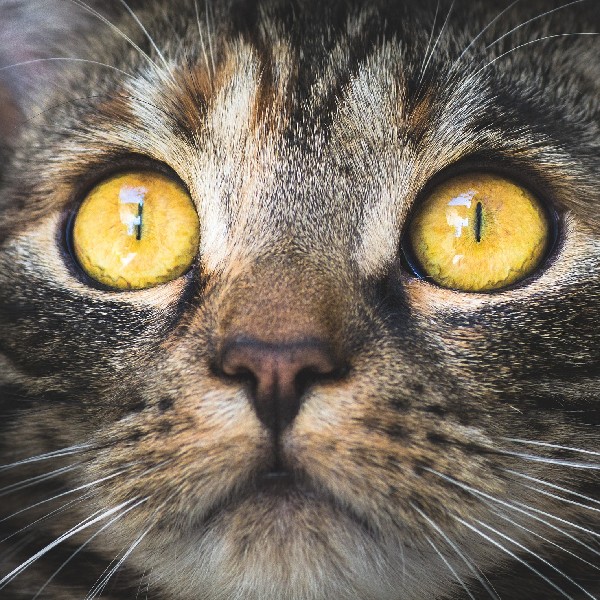 chat yeux jaunes