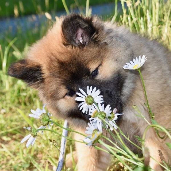 chien champs fleuri